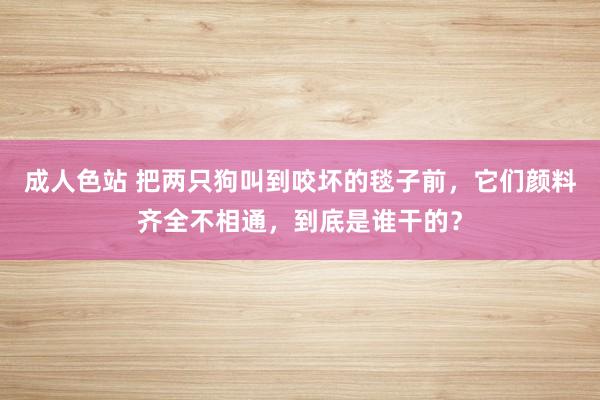 成人色站 把两只狗叫到咬坏的毯子前，它们颜料齐全不相通，到底是谁干的？