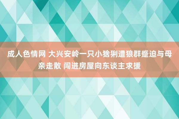 成人色情网 大兴安岭一只小猞猁遭狼群蹙迫与母亲走散 闯进房屋向东谈主求援